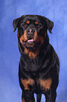 Rottweiler Portrait