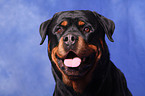 Rottweiler Portrait