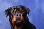 Rottweiler Portrait