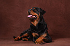 lying Rottweiler