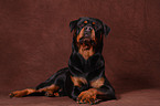 lying Rottweiler