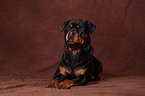 lying Rottweiler