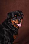 Rottweiler Portrait