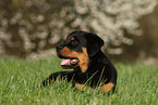 lying Rottweiler Puppy