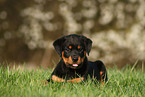 lying Rottweiler Puppy