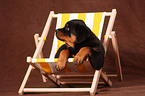 Rottweiler Puppy at deckchair