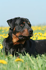 male Rottweiler