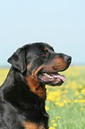 male Rottweiler