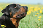 male Rottweiler