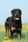 male Rottweiler