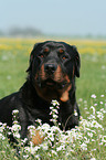 male Rottweiler