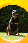 rottweiler at agility