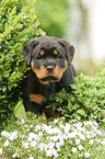 Rottweiler Puppy