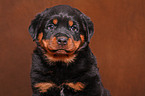 Rottweiler Puppy