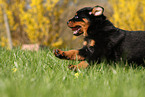 running Rottweiler Puppy