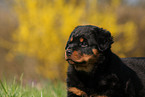 Rottweiler Puppy