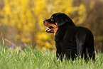 Rottweiler Puppy