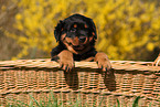 Rottweiler Puppy