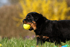 Rottweiler Puppy