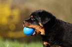 Rottweiler Puppy