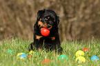 Rottweiler Puppy