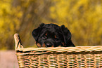 Rottweiler Puppy