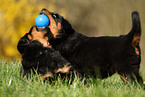 playing Rottweiler Puppies