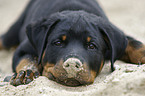 Rottweiler Puppy