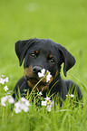 Rottweiler Puppy