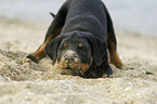 Rottweiler Puppy