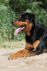 Rottweiler