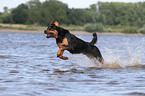 bathing Rottweiler