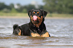 bathing Rottweiler