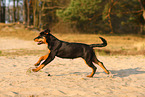 young Rottweiler