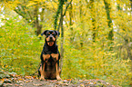 sitting Rottweiler