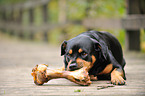 Rottweiler with bone