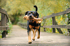 Rottweiler with bone