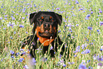Rottweiler Portrait