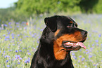 Rottweiler Portrait