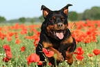 running Rottweiler