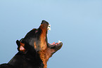 barking Rottweiler
