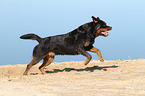 running Rottweiler