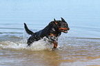 running Rottweiler