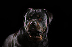 Rottweiler Portrait