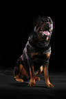 sitting Rottweiler