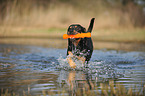 playing Rottweiler