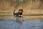 playing Rottweiler