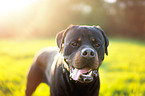 Rottweiler Portrait