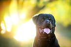 Rottweiler Portrait