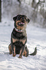Rottweiler sits in the snow
